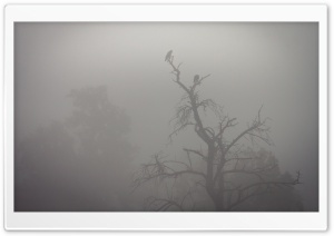 Crows, Tree, Fog Ultra HD Wallpaper for 4K UHD Widescreen desktop, tablet & smartphone