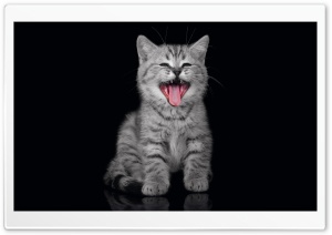 Cry Kitty Ultra HD Wallpaper for 4K UHD Widescreen desktop, tablet & smartphone