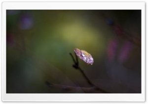 Crying Leaf Ultra HD Wallpaper for 4K UHD Widescreen desktop, tablet & smartphone