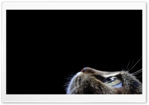 Curious Cat Ultra HD Wallpaper for 4K UHD Widescreen desktop, tablet & smartphone