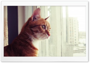 Curious Cat Ultra HD Wallpaper for 4K UHD Widescreen desktop, tablet & smartphone