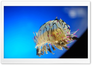 Curly Jellyfish Ultra HD Wallpaper for 4K UHD Widescreen desktop, tablet & smartphone