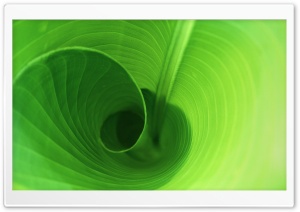 Curly Leaf Ultra HD Wallpaper for 4K UHD Widescreen desktop, tablet & smartphone