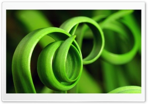 Curly Plant Ultra HD Wallpaper for 4K UHD Widescreen desktop, tablet & smartphone