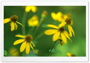 Cut-leaf Coneflower Ultra HD Wallpaper for 4K UHD Widescreen desktop, tablet & smartphone