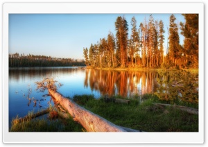 Cut Tree Ultra HD Wallpaper for 4K UHD Widescreen desktop, tablet & smartphone