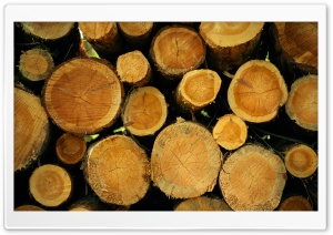 Cut Tree Trunks 4K UHD Wallpaper for Widescreen and UltraWide Desktop, UltraHD TV, Smartphone, Tablet