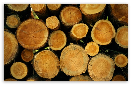 Cut Tree Trunks UltraHD Wallpaper for UHD 16:9 ; HD 16:9 ; UltraWide 21:9 24:10 ; Widescreen 16:10 5:3 ; Fullscreen 4:3 5:4 3:2 ; Tablet 1:1 ;