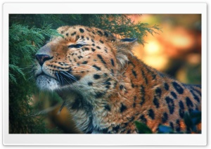 Cute Amur Leopard Ultra HD Wallpaper for 4K UHD Widescreen desktop, tablet & smartphone
