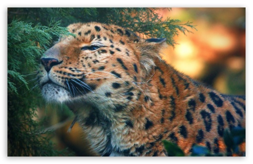 Cute Amur Leopard UltraHD Wallpaper for Wide 16:10 5:3 Widescreen WHXGA WQXGA WUXGA WXGA WGA ; 8K UHD TV 16:9 Ultra High Definition 2160p 1440p 1080p 900p 720p ; Standard 4:3 5:4 3:2 Fullscreen UXGA XGA SVGA QSXGA SXGA DVGA HVGA HQVGA ( Apple PowerBook G4 iPhone 4 3G 3GS iPod Touch ) ; iPad 1/2/Mini ; Mobile 4:3 5:3 3:2 16:9 5:4 - UXGA XGA SVGA WGA DVGA HVGA HQVGA ( Apple PowerBook G4 iPhone 4 3G 3GS iPod Touch ) 2160p 1440p 1080p 900p 720p QSXGA SXGA ;