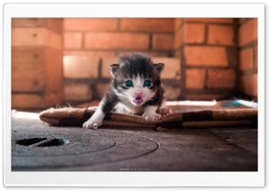 Cute Angry Kitty Ultra HD Wallpaper for 4K UHD Widescreen desktop, tablet & smartphone
