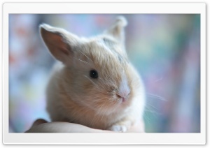 Cute Baby Bunny Ultra HD Wallpaper for 4K UHD Widescreen desktop, tablet & smartphone