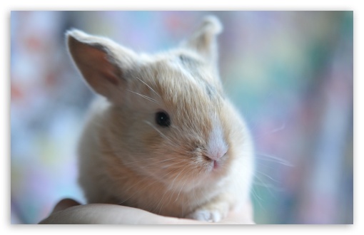cute baby bunny wallpapers