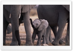 Cute Baby Elephant Ultra HD Wallpaper for 4K UHD Widescreen desktop, tablet & smartphone