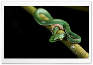 Cute Baby Green Viper Ultra HD Wallpaper for 4K UHD Widescreen desktop, tablet & smartphone