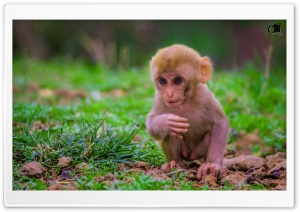 Cute Baby Monkey Ultra HD Wallpaper for 4K UHD Widescreen desktop, tablet & smartphone