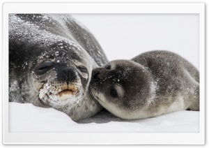 Cute Baby Seal Kiss Ultra HD Wallpaper for 4K UHD Widescreen desktop, tablet & smartphone