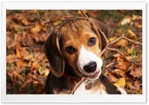 Cute Beagle Puppy Ultra HD Wallpaper for 4K UHD Widescreen desktop, tablet & smartphone