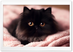 Cute Black Persan Kitten with Big Beautiful Eyes Ultra HD Wallpaper for 4K UHD Widescreen desktop, tablet & smartphone