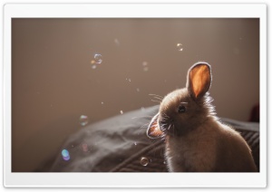 Cute Bunny Funny Face Ultra HD Wallpaper for 4K UHD Widescreen desktop, tablet & smartphone