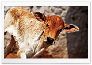 Cute Calf Ultra HD Wallpaper for 4K UHD Widescreen desktop, tablet & smartphone
