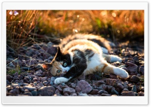 Cute Calico Kitten Ultra HD Wallpaper for 4K UHD Widescreen desktop, tablet & smartphone
