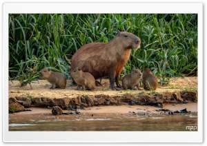 Cute, Capybara, Family, Cubs, Pups, Mother, Rodent, Wildlife 4K UHD Wallpaper for Widescreen and UltraWide Desktop, UltraHD TV, Smartphone, Tablet