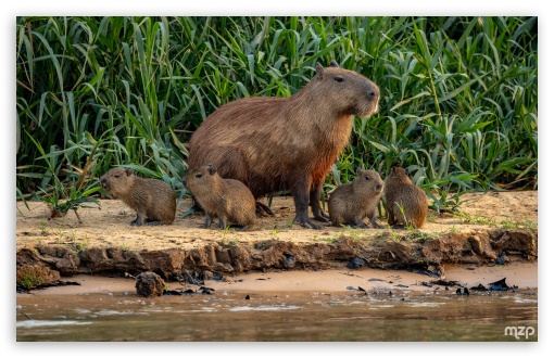 Cute, Capybara, Family, Cubs, Pups, Mother, Rodent, Wildlife UltraHD Wallpaper for UHD 16:9 ; HD 16:9 ; Widescreen 16:10 5:3 ; Fullscreen 4:3 3:2 ;