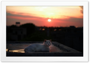 Cute Cat Outdoors Red Sky Ultra HD Wallpaper for 4K UHD Widescreen Desktop, Lockscreen, Screensaver, TV, Tablet, Smartphone