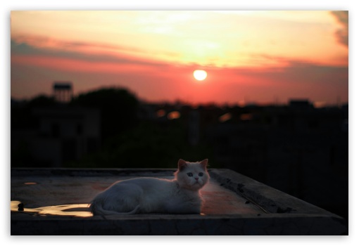 Cute Cat Outdoors Red Sky UltraHD Wallpaper for Fullscreen 3:2 ;