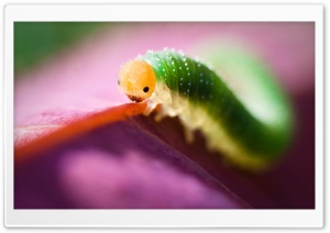 Cute Caterpillar Ultra HD Wallpaper for 4K UHD Widescreen desktop, tablet & smartphone