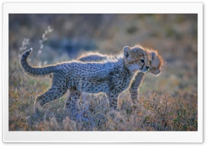 Cute Cheetah Cubs Ultra HD Wallpaper for 4K UHD Widescreen desktop, tablet & smartphone