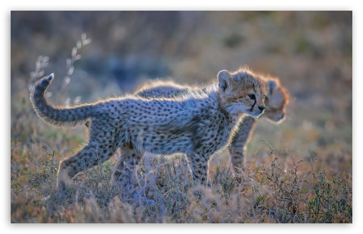 Cute Cheetah Wallpaper  Download to your mobile from PHONEKY