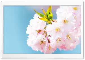 Cute Cherry Blossom Ultra HD Wallpaper for 4K UHD Widescreen desktop, tablet & smartphone