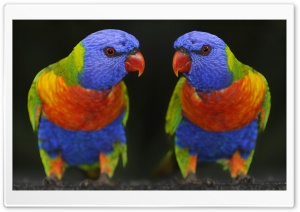 Cute Colour Parrots Ultra HD Wallpaper for 4K UHD Widescreen desktop, tablet & smartphone