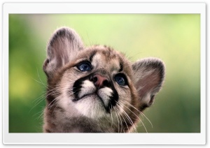 Cute Cougar Cub Ultra HD Wallpaper for 4K UHD Widescreen desktop, tablet & smartphone