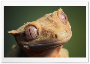 Cute Crested Gecko Ultra HD Wallpaper for 4K UHD Widescreen desktop, tablet & smartphone