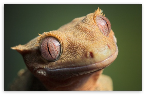 Gecko reptile 1242x2688 iPhone 11 ProXS Max wallpaper background  picture image