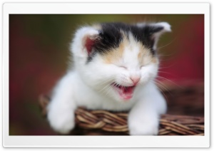 Cute Crying Kitty Ultra HD Wallpaper for 4K UHD Widescreen desktop, tablet & smartphone