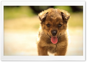 Cute Dog Ultra HD Wallpaper for 4K UHD Widescreen desktop, tablet & smartphone