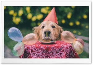Cute Dog Birthday Ultra HD Wallpaper for 4K UHD Widescreen desktop, tablet & smartphone