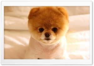 Cute Dog Boo Ultra HD Wallpaper for 4K UHD Widescreen desktop, tablet & smartphone