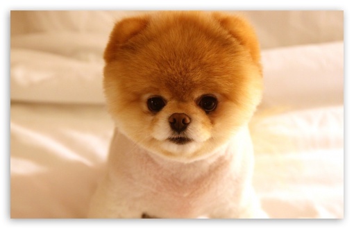 Cute Dog Boo Ultra HD Desktop Background Wallpaper for 4K UHD TV ...