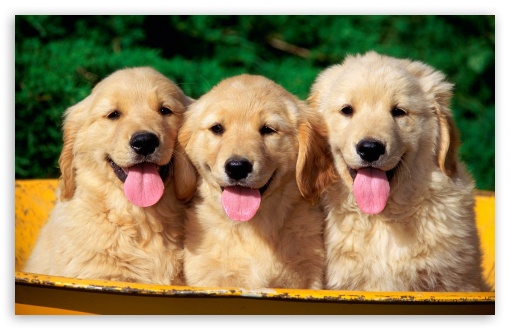 cute dogs normal Ultra HD Desktop Background Wallpaper for ...