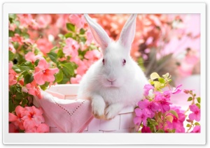 Cute Easter Bunny Ultra HD Wallpaper for 4K UHD Widescreen desktop, tablet & smartphone