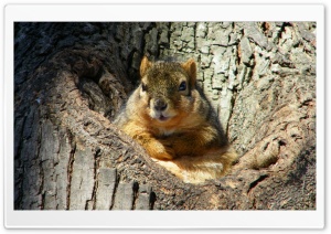 Cute Fat Squirrel Ultra HD Wallpaper for 4K UHD Widescreen desktop, tablet & smartphone