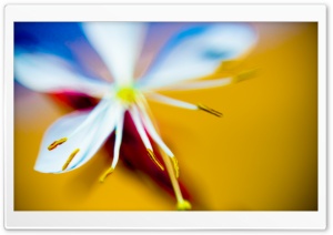 Cute Flower Ultra HD Wallpaper for 4K UHD Widescreen desktop, tablet & smartphone