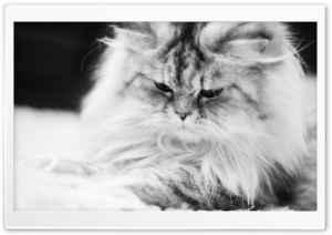 Cute Fluffy Cat Black and White Ultra HD Wallpaper for 4K UHD Widescreen desktop, tablet & smartphone