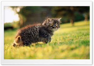 Cute Fluffy Kitten Ultra HD Wallpaper for 4K UHD Widescreen desktop, tablet & smartphone