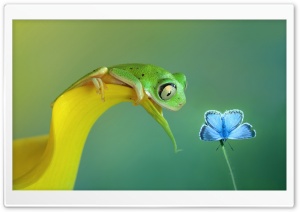 Cute Frog Ultra HD Wallpaper for 4K UHD Widescreen desktop, tablet & smartphone